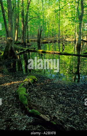 Palude di gomma Cades Cove Great Smoky Mountains Parco Nat TN Foto Stock