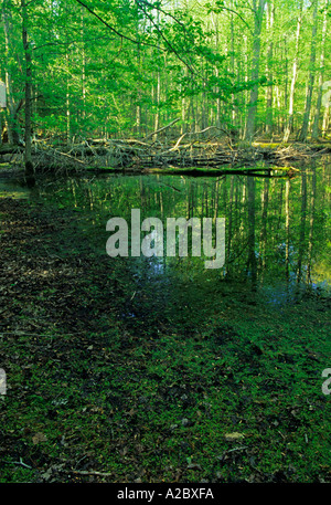 Palude di gomma Cades Cove Great Smoky Mountains NP TN Foto Stock