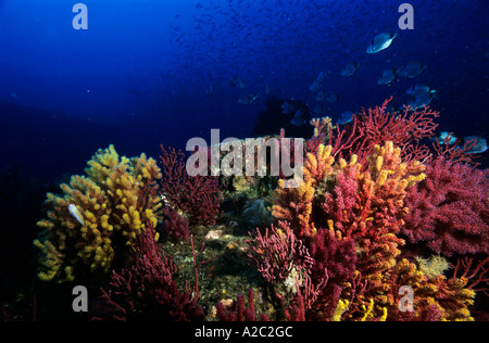 Gorgonie multicolori e appassionati del mare che cresce su una barriera corallina con una scuola di pesce che nuota in background. Foto Stock