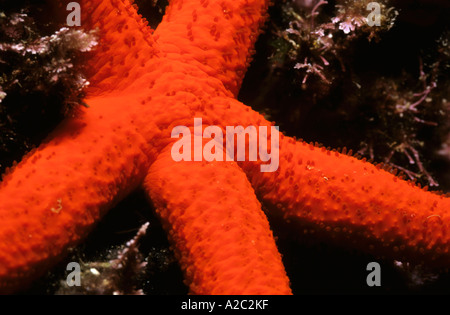 Dettagli di una stella rossa (Echinaster sepositus) su una roccia, Marsiglia, Francia. Foto Stock