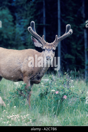 Un giovane buck White Tailed Deer in piedi nel prato con la foresta in background Foto Stock