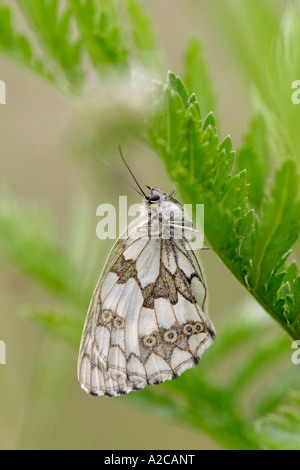 Farfalla di appoggio (in marmo bianco, Melanargia galathea) Foto Stock