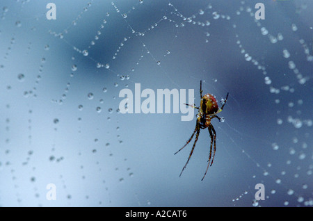 Piccolo ragno al centro di rugiada web coperto Foto Stock