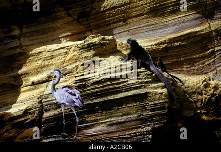 Iguana marina.(Amblyrhynchus cristatus) e airone blu (Ardea erodiade). Isabela island. Isole Galapagos. Ecuador Foto Stock