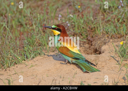 Unione Gruccione (Merops apiaster), singolo uccello appollaiato sulla terra Foto Stock