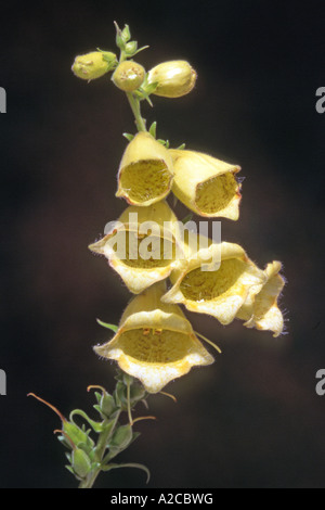 Grande giallo Foxglove Digitalis grandiflora fiori Foto Stock