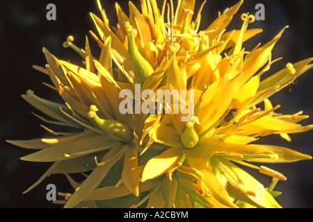 Grande giallo (genziana lutea Gentiana), close-up di fiori Foto Stock