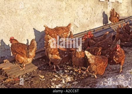 Pollo domestico Gallus domesticus libera compresa galline in una fattoria cantiere Austria Marzo Foto Stock