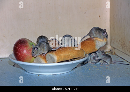 Casa Mouse (Mus musculus), gruppo alimentare in una dispensa Austria Febbraio Foto Stock