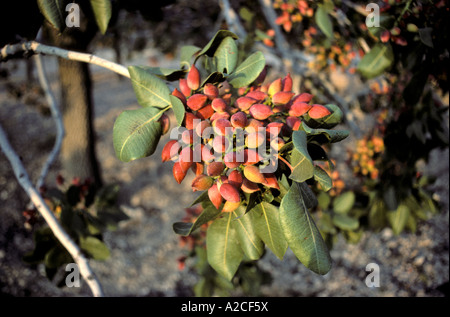 Un cluster di pistacchi di Bronte la maturazione sulla pianta di Aegina, Grecia Foto Stock