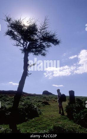 Camminare vicino a Haytor rocce nel Parco Nazionale di Dartmoor. Devon. 4291-405 GPL Foto Stock