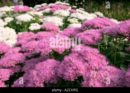 SEDUM SPECTABILE STARDUST Foto Stock