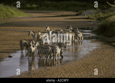 Zebre comune Equus quagga gruppo bere nel letto del fiume Masai Mara Kenya Foto Stock