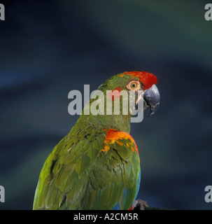 Rosso fiammante Macaw Ara rubrogenys Foto Stock