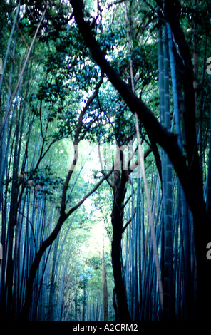Foresta di Bamboo a Kyoto in Giappone Foto Stock