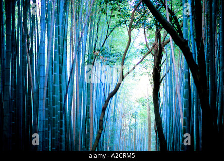Foresta di bamboo a Kyoto in Giappone Foto Stock