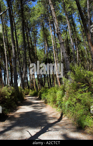 Percorso ombreggiato attraverso una foresta al Wai-O-Tapu wonderland termica. Rotorua, Isola del nord, Nuova Zelanda. Foto Stock