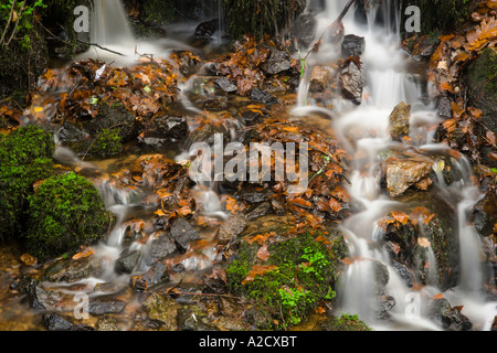 Acqua lavorando il suo modo attraverso foglie nel bosco Foto Stock