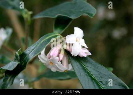 Daphne bholua Darjeeling Foto Stock