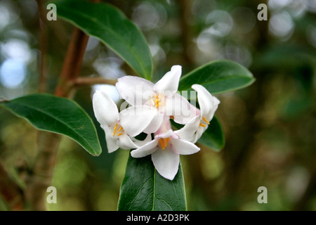 Daphne bholua Darjeeling Foto Stock