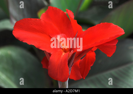 Rosso di fiori di canna nel Assiniboine Park in Winnipeg Manitoba Canada Foto Stock