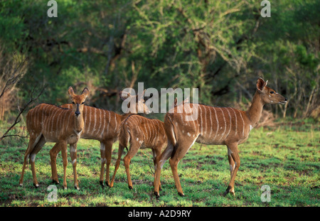 Nyala Tragelaphus angasi Hluhluwe Imfolozi Game Reserve KwaZulu Natal Sud Africa Foto Stock