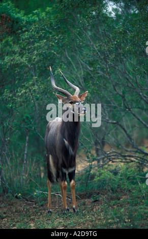 Nyala Tragelaphus angasi Hluhluwe Imfolozi Game Reserve KwaZulu Natal Sud Africa Foto Stock
