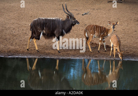 Maschio e femmina di Nyala Tragelaphus angasi uMkhuze potabile Game Reserve KwaZulu Natal Sud Africa Foto Stock