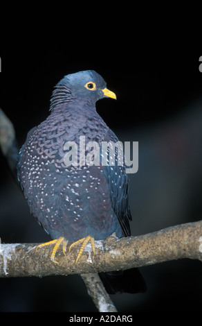 Rameron pigeon o africani piccione oliva Columba arquatrix Sud Africa Foto Stock