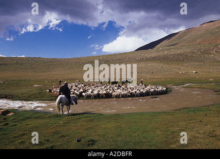 Pecora di lavaggio della Mongolia Foto Stock