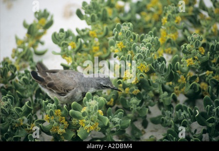 Cape wagtail Boulder Beach Sud Africa Foto Stock