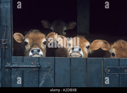 Vitelli Jersey in un caseificio Hertfordshire Foto Stock