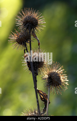 Selvatica Bardana Seedheads e foglie Foto Stock