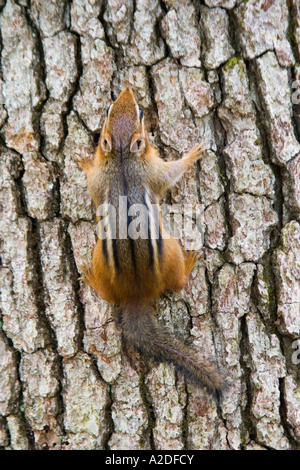 Un orientale Scoiattolo striado (tamias striatus) sale su un albero. Foto Stock