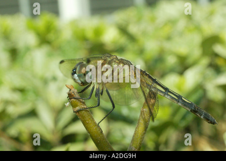 Un comune darner dragonfly in appoggio su un ramo, ali stese fuori. Foto Stock