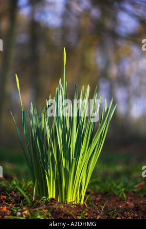 Daffodil germogli provenienti attraverso in primavera la crescita giovani germogli di vita sparare nuovo vibrante Foto Stock
