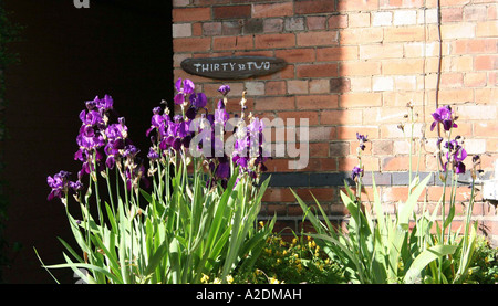 Iridi di bandiera nel giardino del numero 32 Foto Stock