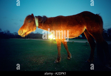 New Forest pony nella fascia per il collo riflettente progettato per ridurre il numero di pony di vittime e di feriti in incidenti stradali di notte Foto Stock