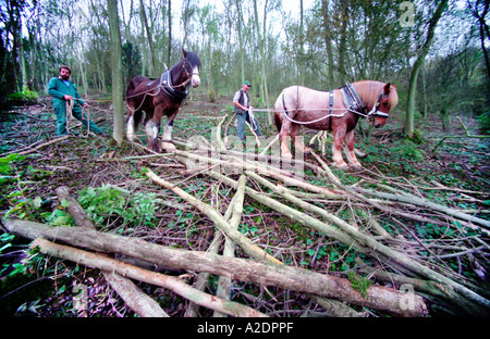 Cavalli pesanti clearing legname caduto dal bosco a Foxholes Brow downland East Sussex Foto Stock