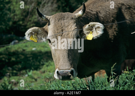 ANDORRA Europa Può curioso mucca in un prato Foto Stock