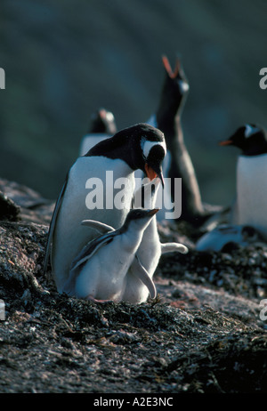 L'Antartide, le isole subantartiche della, Georgia del Sud. Pinguino Gentoo con pulcini, alimentando attraverso il rigurgito Foto Stock