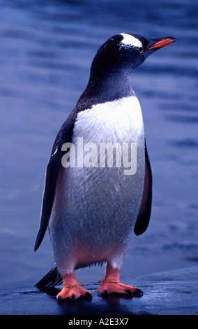 Petermann Island, Antartide: Gentoo Penguin (Pygoscelis papua) Foto Stock