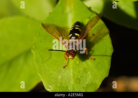 American Hoverfly Eupeodes americanus Foto Stock