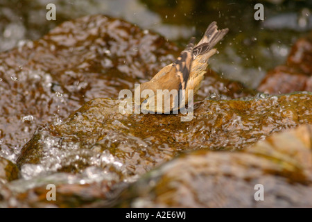 Immaturo American Cardellino prendere un bagno in cortile cascata Foto Stock