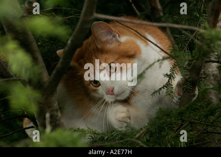 Giovani cat di arrampicata in una struttura ad albero Foto Stock