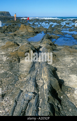 Fossil albero nella foresta pietrificata a Curio Waikawa Bay Il Catlins Otago Isola del Sud della Nuova Zelanda Foto Stock