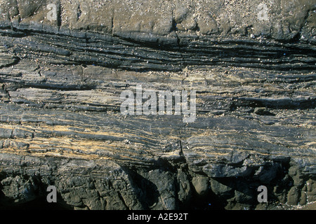 Fossil albero nella foresta pietrificata a Curio Waikawa Bay Il Catlins Otago Isola del Sud della Nuova Zelanda Foto Stock