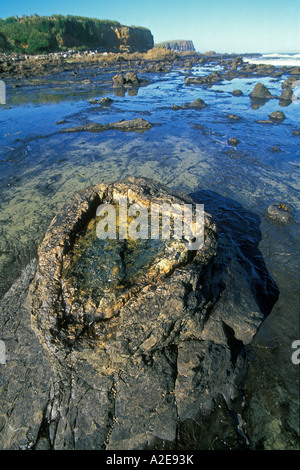 Fossil ceppo di albero nella foresta pietrificata a Curio Waikawa Bay Il Catlins Otago Isola del Sud della Nuova Zelanda Foto Stock