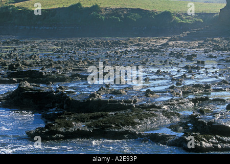 Albero di fossili di monconi in foresta pietrificata a Curio Waikawa Bay Il Catlins Otago Isola del Sud della Nuova Zelanda Foto Stock