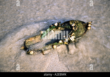 THA Thailandia Krabi Railay Beach la balneazione pantofola con cozze symvol per inquinamento da turismo di massa Foto Stock